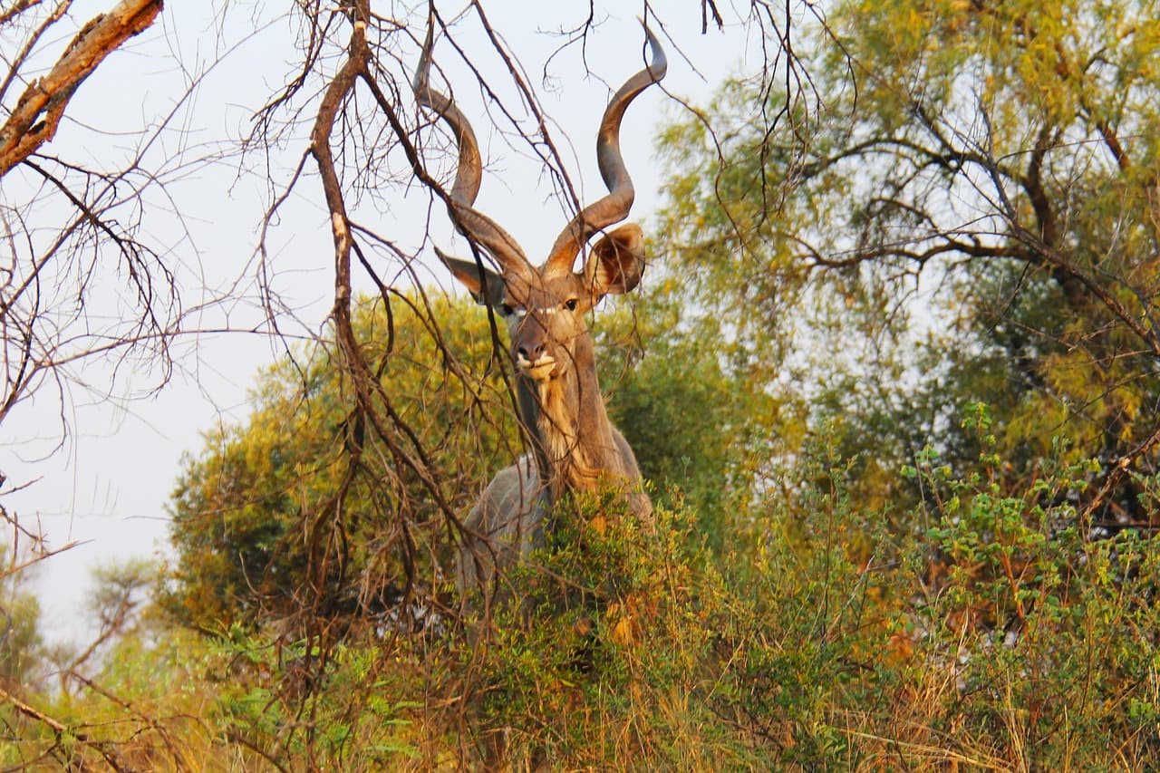 Beyond the Big Five: What Repeat Guests Really Want from a Safari Lodge